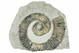 Unusual Aegocrioceras Heteromorph Ammonite - Germany #293079-1